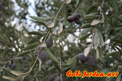 Так растут оливки